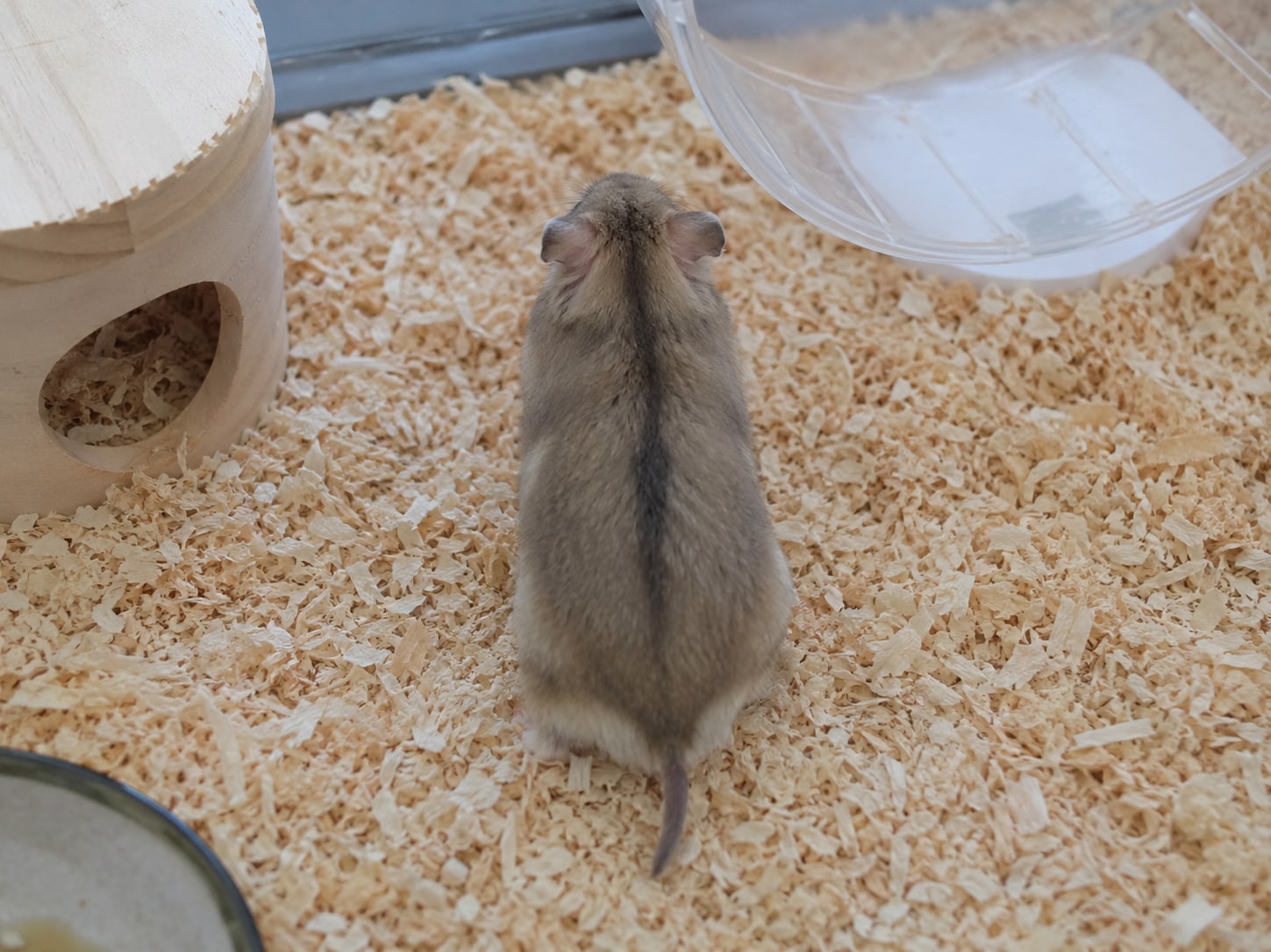 背中に1本の筋が入った灰色〜茶色のチャイニーズハムスターを、やや上の後方から撮った写真。背中のストライプと腹側の白さの対比が分かること。立ち上がらず四つ足で立った姿勢で、体の細長さも分かるようにする